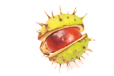 Chestnut in shell isolated on white backgroundの写真素材