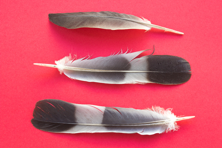 Feathers isolated on red backgroundの写真素材