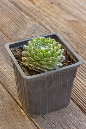 Small house cactus on wooden backgroundの写真素材