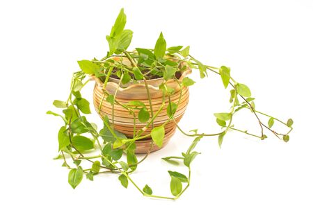 Devilâs ivy, Golden pothos, Hunterâs-robe or Epipremnum aureum plant in pot isolated on whiteの写真素材