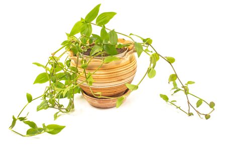 Devilâs ivy, Golden pothos, Hunterâs-robe or Epipremnum aureum plant in pot isolated on whiteの写真素材