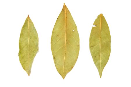 Bay leaf isolated on white backgroundの写真素材