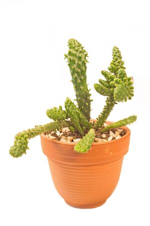 Cactus cholla in pot isolated on white backgroundの写真素材