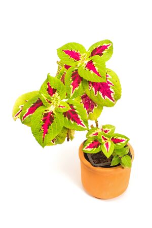 Coleus plant in ceramic pot isolated on whiteの写真素材