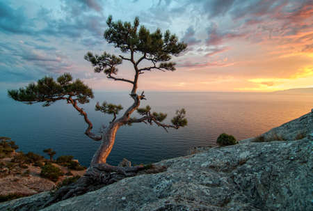 Amazing nature of Crimea, Ukraine: sea, rocks and pinesの写真素材