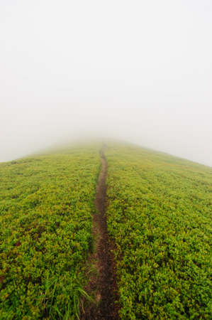 trail up in the mountains with green grass in the fogの写真素材