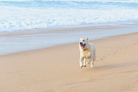 Young white dog running on the beach in Portugal