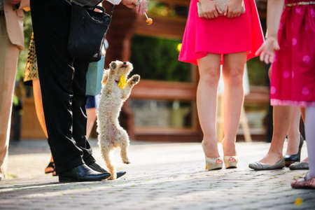 funny dog jump for the candy near the people legs. Conceptual: achievement of objectives