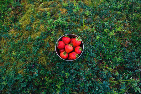 Healthy organic food for tourists in the mountains in Norway. Red strawberries on the plate  best snackの写真素材