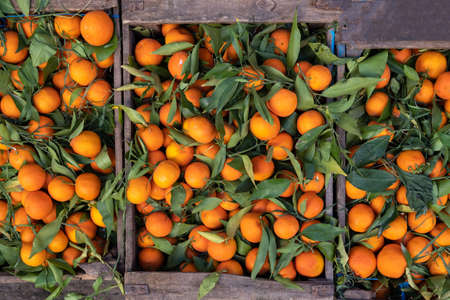 A typical market stall selling oranges to tourists in Marrakech. Traditional morocco fruits oranges in street shop soukの写真素材