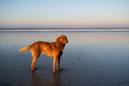 Dog at the coast of Sidi Kaouki, Morocco, Africa. Sunset time. morocco's wonderfully sleepy surf townの写真素材