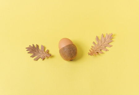 Egg in kiwi skin with dried oak leaves on yellow background. Flat lay.の写真素材