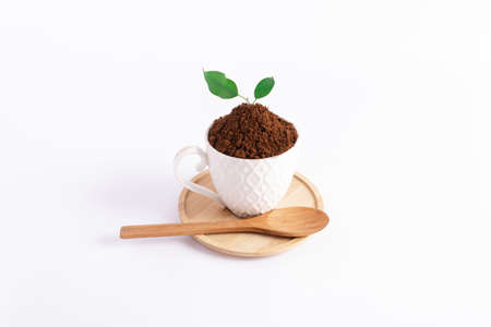 Plant grows from a cup of ground coffee. Creative natural concept.の写真素材