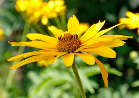 field yellow flower surprise our refined and beauty