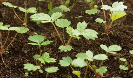 Sprouts of young garden wild strawberry grown in a nutritious fertile ground
