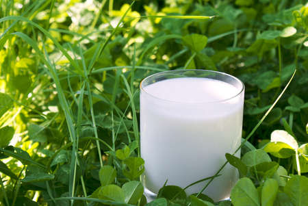 Fresh natural milk a useful product containing necessary vitamins for your organismの写真素材