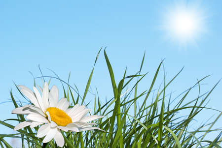 White camomile over green grass under the blue sky