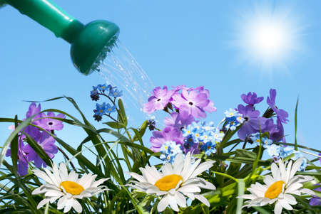 Spring flowers over green grass under the blue skyの写真素材