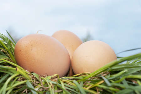 Egg over green grass under blue skyの写真素材