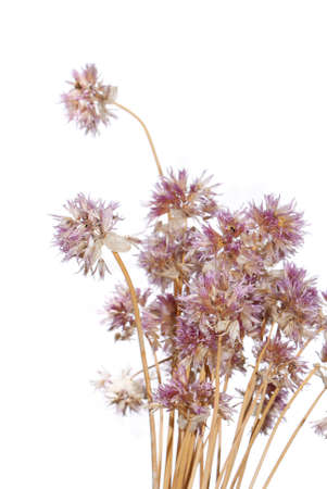 The dry bouquetの写真素材