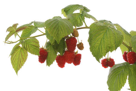 The ripe raspberry