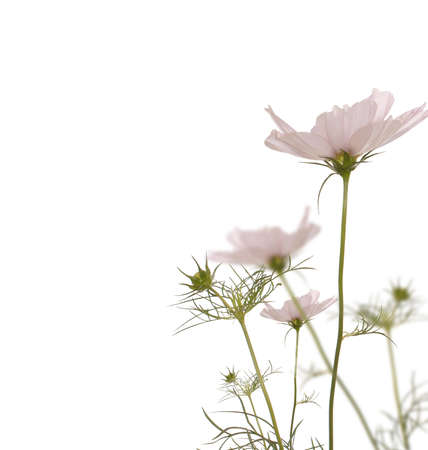 Decorative beautiful pink flower Flora design の写真素材