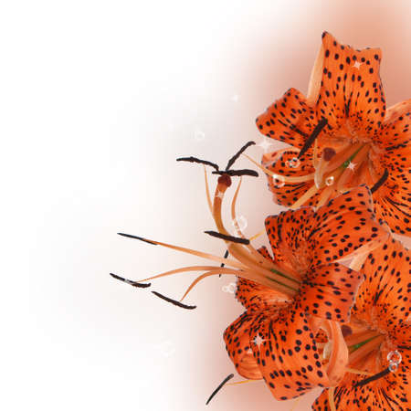 Orange beautiful lily Holidays cardの写真素材