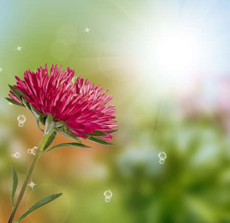 Autumn flower on a autumn solar abstract backgroundの写真素材