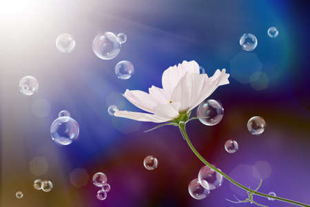 Pink decorative beautiful flower on a blurred abstract dark blue backgroundの写真素材