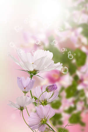Exotic flowers Summer sunny natureの写真素材