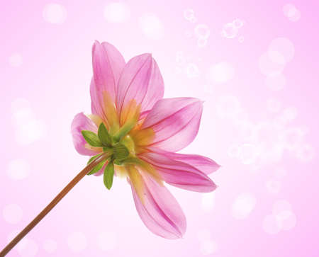 Beautiful flowers card Floral backgroundの写真素材
