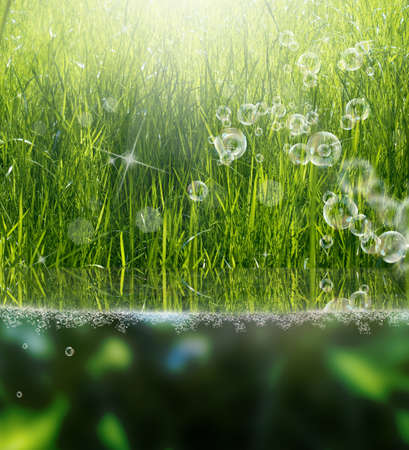 Beautiful green grass Flora background