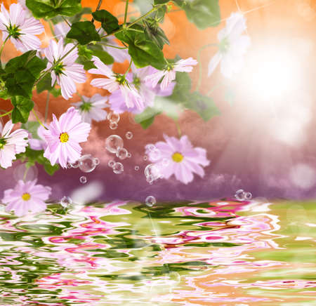 Exotic tropical sundown and water beautiful flowerの写真素材