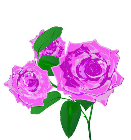 Beautiful pink rose on a white background Holiday card Vectorのイラスト素材
