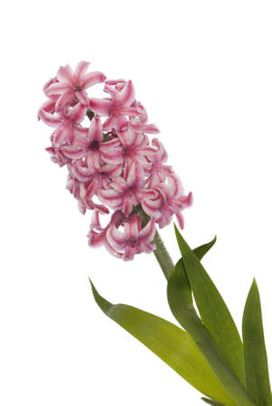 Spring beautiful decorative garden flower on a white backgroundの写真素材