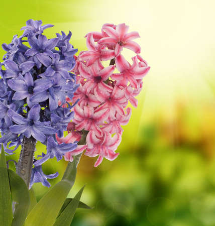 Spring  beautiful flower  Holiday cardの写真素材