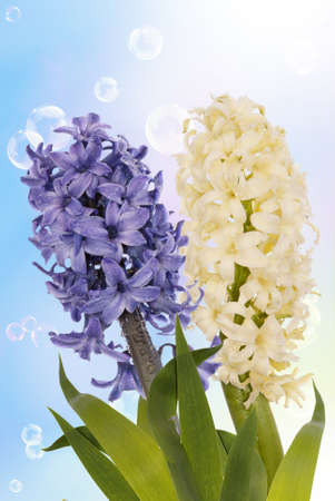 Spring  beautiful flower  Holiday cardの写真素材