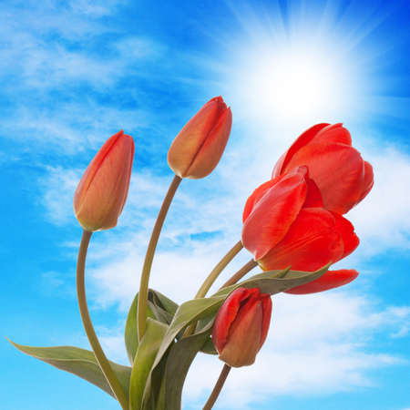 Spring  beautiful tulip flower Flower holiday cardの写真素材