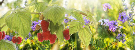 Raspberry Garden raspberries at Sunset Soft Focus 