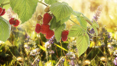 Raspberry Garden raspberries at Sunset Soft Focus 