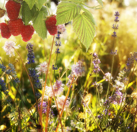 Raspberry Garden raspberries at Sunset Soft Focus の写真素材