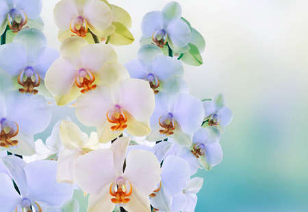 Exotic wild orchid in nature Beauty Flower beautiful cardの写真素材