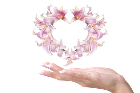 Woman hand with Abstract Heart of pink lily flower buds Love Concept Valentines Dayの写真素材