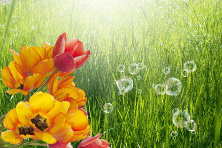 Bouquet Tulips on abstract Spring nature background Easterの写真素材