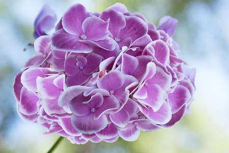 Hydrangea