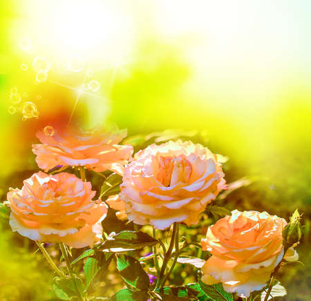Summer beautiful nature Roseの写真素材