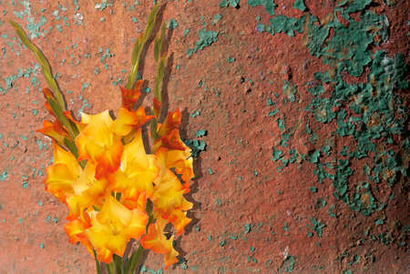 Gladiolus Floral backgroundの写真素材