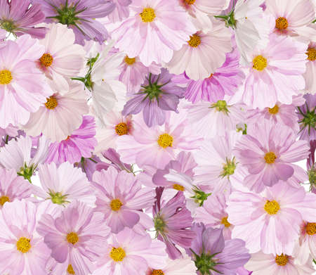 Beautiful bouquet pink flowers garden on white background isolated