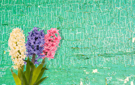 beautiful wooden background with fresh colorful flower hyacinthsの写真素材