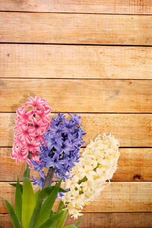 beautiful wooden background with fresh colorful flower hyacinthsの写真素材